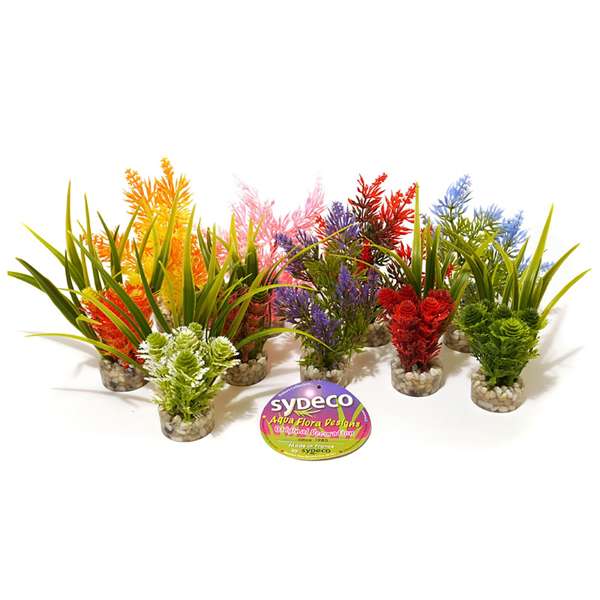 Rosewood Coloured Nano Fiesta Plant