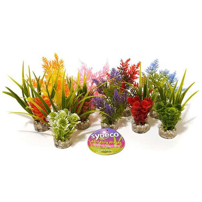 Rosewood Coloured Nano Fiesta Plant