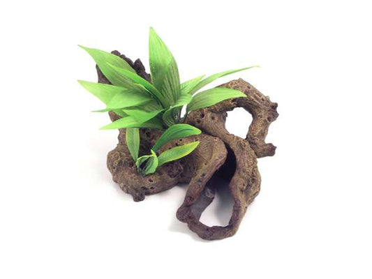 Rosewood Mopani Wood With Plant